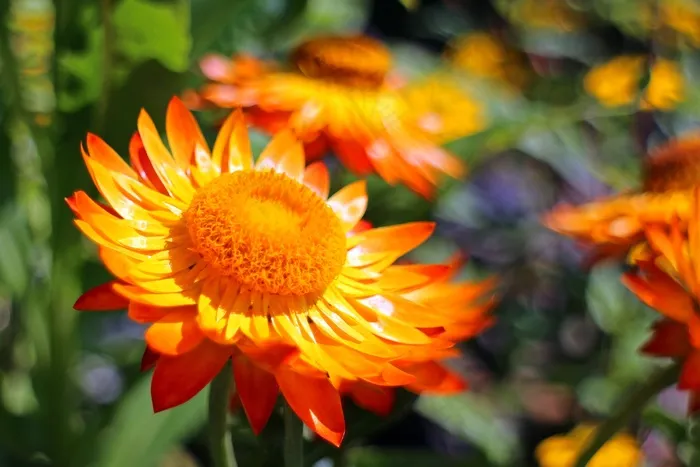Italicum，稻草花，鲜花，开花，盛开，金