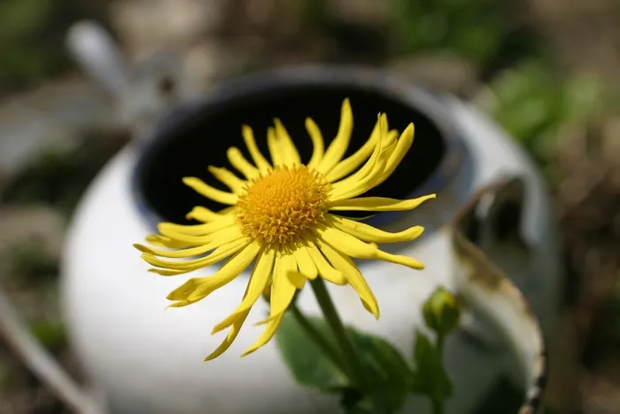开花，鲜花，植物