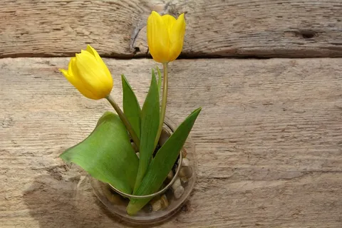 郁金香,花瓶,木材,春天的花朵,切花,黄色 郁金香,花瓶,木材,春天的花朵,切花,黄色