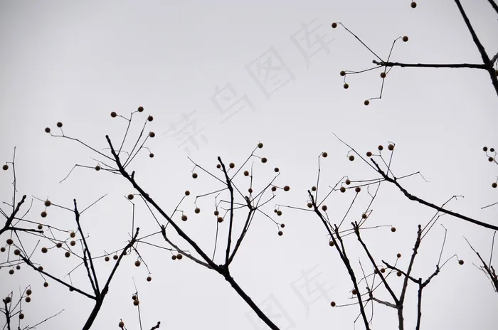 剪影，树，灰色，天空，阴，自然，风景