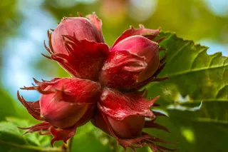 核桃，自然，树，春天，花