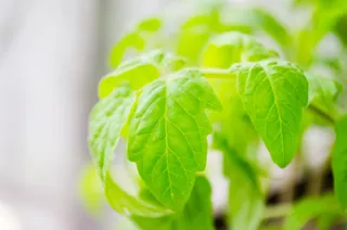 番茄植株，叶片，植物，番茄幼苗