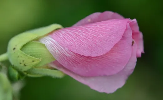 粉红色，花，自然，花的，花园，夏天，颜色