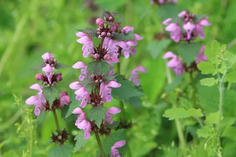 花，春天花，春天