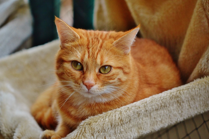 猫，宿醉，红色，可爱，鲭鱼，虎，甜