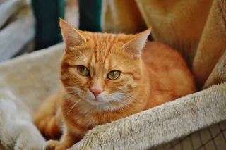 猫，宿醉，红色，可爱，鲭鱼，虎，甜