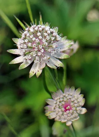 大黑麦草，Astrantia Major，黑麦草