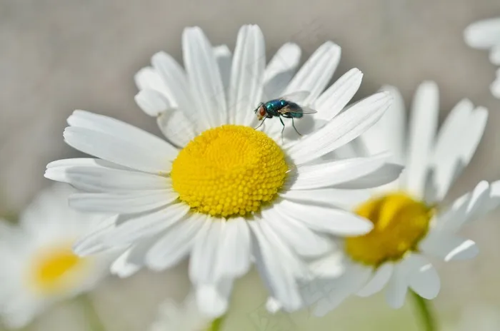 雏菊，昆虫，花，自然，植物，动物，花园