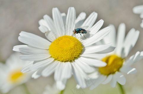 雏菊，昆虫，花，自然，植物，动物，花园