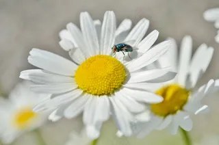 雏菊，昆虫，花，自然，植物，动物，花园