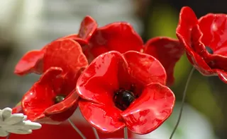 罂粟花，红色花朵，陶瓷，花瓣