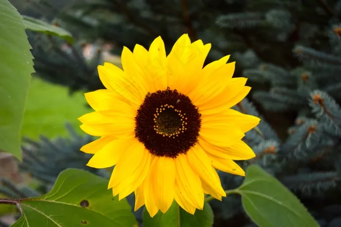 太阳花，花，太阳，黄色，开花，关闭