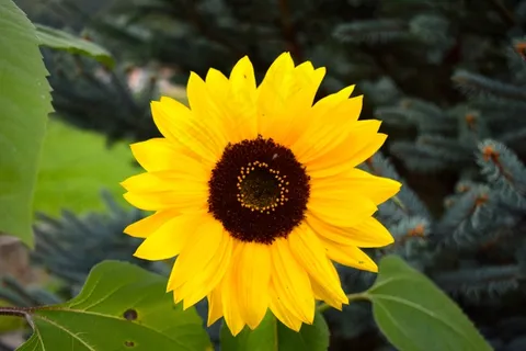 太阳花,花,太阳,黄色,开花,关闭 太阳花,花,太阳,黄色,开花,关闭