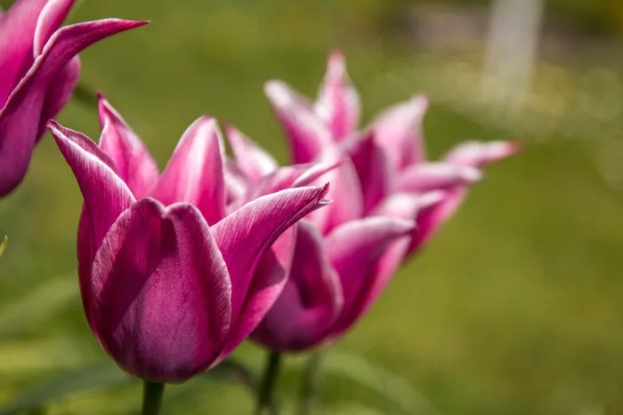 郁金香，宏，开花，性质，春天，关闭