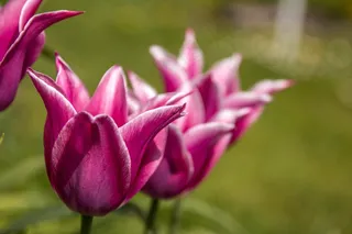 郁金香，宏，开花，性质，春天，关闭