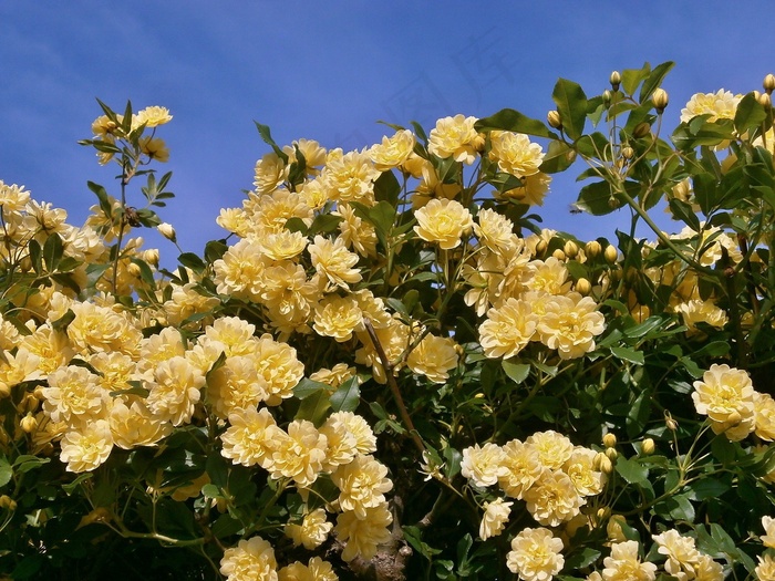 玫瑰，黄色的花朵，微型玫瑰，玫瑰园
