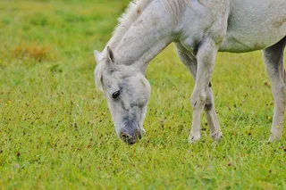 马，模具，动物，骑，牧场，放牧