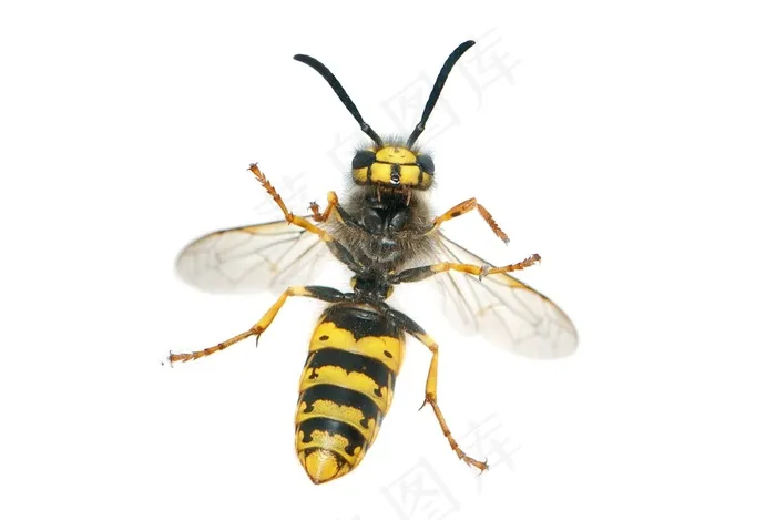 黄蜂，德国黄蜂，Vespula Germanica，女性，工人