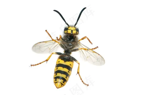 黄蜂，德国黄蜂，Vespula Germanica，女性，工人