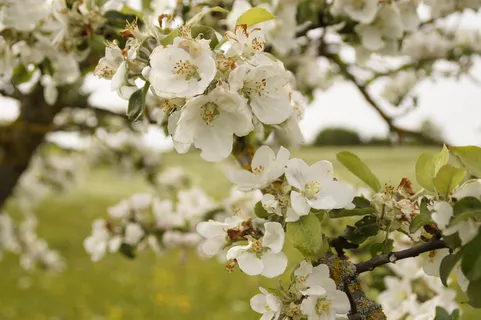 苹果树开花,春天果园 苹果树开花,春天果园