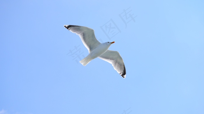 海鸥，鸟，天空，飞，水禽