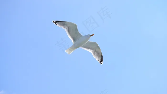 海鸥，鸟，天空，飞，水禽