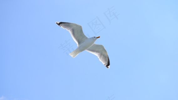 海鸥,鸟,天空,飞,水禽 海鸥,鸟,天空,飞,水禽