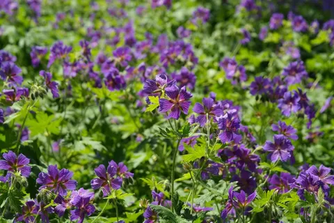 鹤嘴Blossom,开花,厂,花,紫 鹤嘴Blossom,开花,厂,花,紫