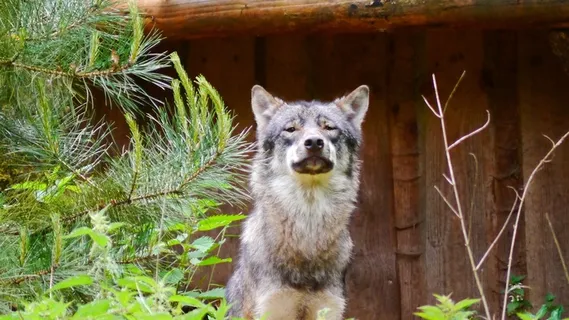 狼，捕食者，犬狼疮，猎人，野生动物