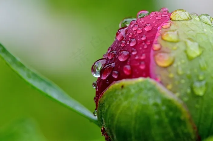牡丹，雨，滴灌，雨滴，性质，宏，串珠