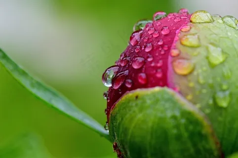 牡丹,雨,滴灌,雨滴,性质,宏,串珠 牡丹,雨,滴灌,雨滴,性质,宏,串珠