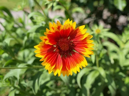 毯子,花,植物,帽徽,菊苣 毯子,花,植物,帽徽,菊苣