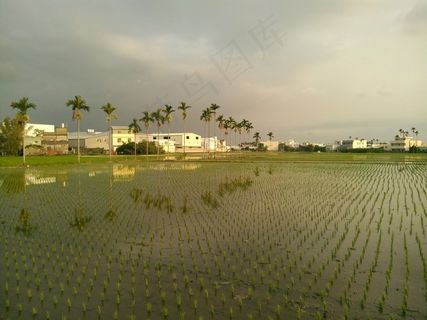 在稻田，风景，槟榔树，天空
