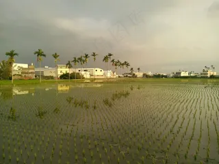 在稻田，风景，槟榔树，天空