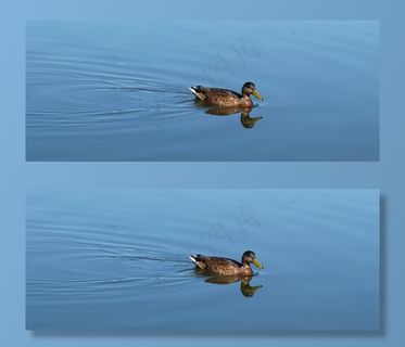 绿头野鸭，镜像，鸭，水，水禽，鸟