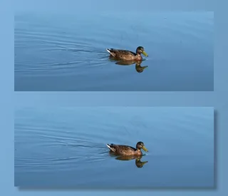 绿头野鸭，镜像，鸭，水，水禽，鸟