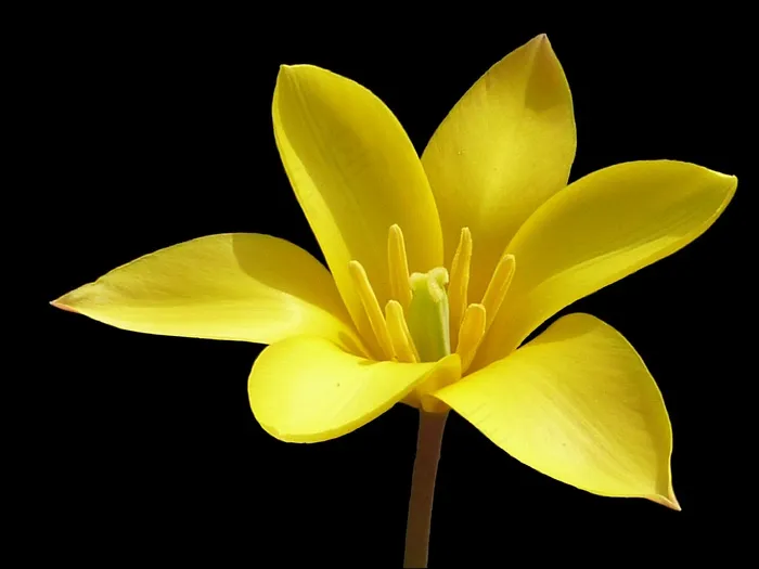 花，郁金香，黄色，菊花