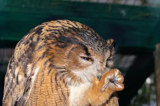 猫头鹰，雕O，鸟，羽毛，动物，夜间活动