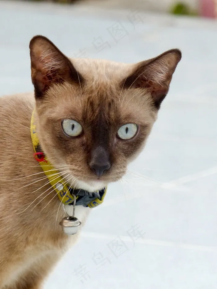 猫，泰国，可爱，动物，流浪，小猫，毛皮，亚洲