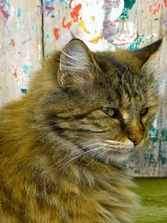 猫，蓬松，可爱，甜，Knuffig，动物，宠物