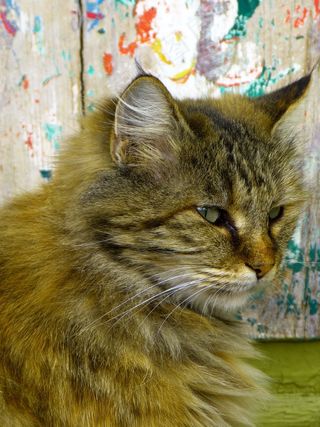 猫，蓬松，可爱，甜，Knuffig，动物，宠物