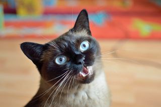 猫，可爱，蓝眼睛，宠物，Mieze，甜，女性