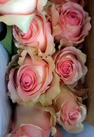 粉色玫瑰,玫瑰,玫瑰花,纸玫瑰,花束,罗莎斯