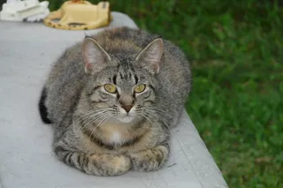 猫，宠物，猫的，虎斑猫，小猫，可爱，家养，小猫