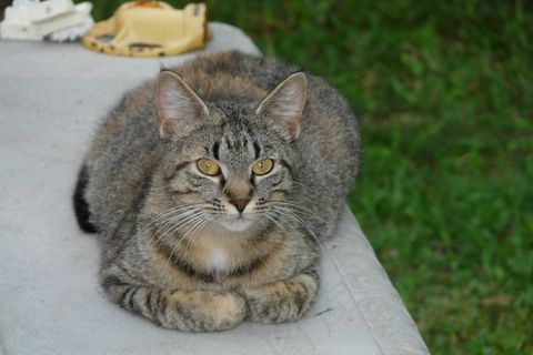 猫,宠物,猫的,虎斑猫,小猫,可爱,家养,小猫 猫,宠物,猫的,虎斑猫,小猫,可爱,家养,小猫
