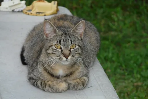 猫,宠物,猫的,虎斑猫,小猫,可爱,家养,小猫 猫,宠物,猫的,虎斑猫,小猫,可爱,家养,小猫