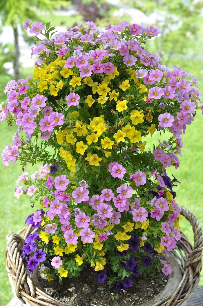 Zauberglockchen，花卉植物，鲜花，多彩