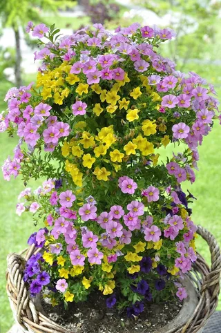 Zauberglockchen，花卉植物，鲜花，多彩