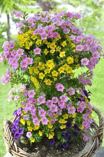 Zauberglockchen,花卉植物,鲜花,多彩 Zauberglockchen,花卉植物,鲜花,多彩