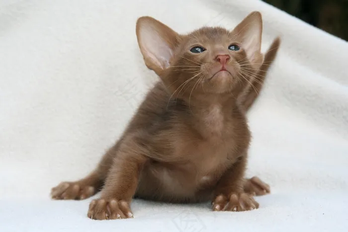 猫，好奇，小猫，猫宝宝，东方短毛猫，毛皮